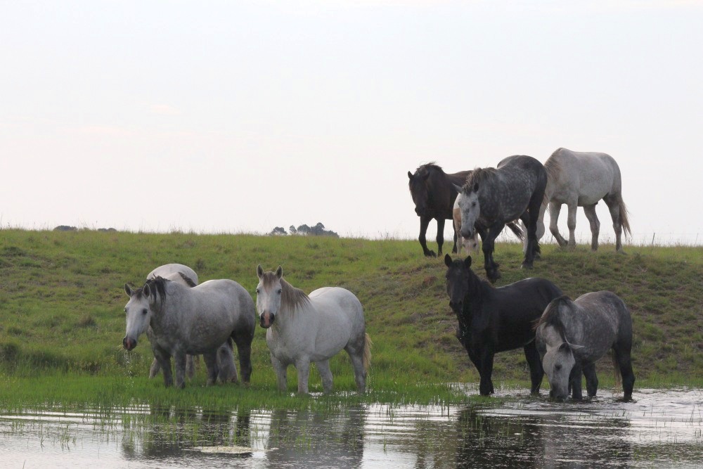 Pure bred percheron sport horses014.jpg